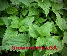 Organic Stinging Nettle Seeds (Urtica dioica), 300+++ Seeds