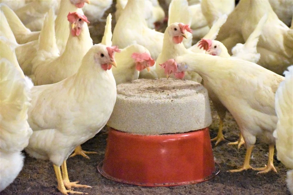 Vilofoss Pickstein extra hart, 10 kg Pickschale zur Hühnerbeschäftigung - Bild 3 von 4