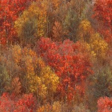 3 Wishes Whitetail Country by Abraham Hunter 22201 Multi Forest Texture Cotton