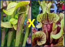 2024 SARRACENIA SEEDS: GOLDEN RED JUBILEE X PURP VENOSA (TATTNALL) [CARNIVOROUS]