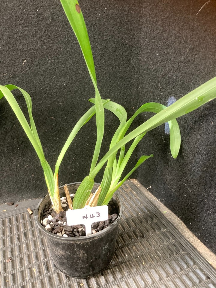 Royal Robe Robe Orchid plant 1443. Bratonia Royal Robe 'Jerry's Pick' blooming size ...