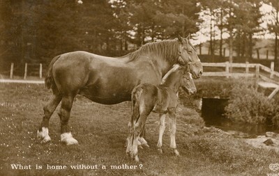 Horse & Calf Postcard Antique 1911 'What is home without a mother ?' Adorable N