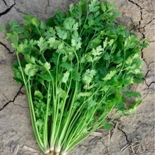 10g/900pcs Cilantro Seeds, Leisure Coriander Seeds, Coriandrum Sativum Seeds香菜种子