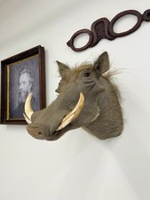 African Warthog Shoulder Taxidermy Mount