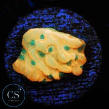 CS WWC KUNG POW MONTI - WYSIWYG LIVE CORAL