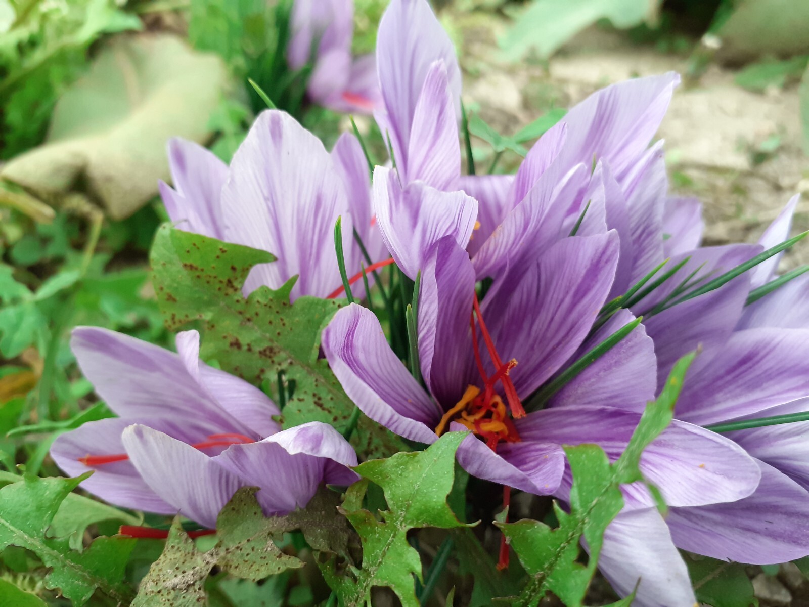 Pure essential saffron water 100 ml bottle Aromatherapy eBay