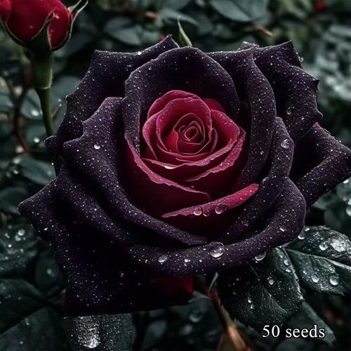 Rare True Blood Rose Flower Seeds Garden Plants – 50x Viable Seeds Home Garden