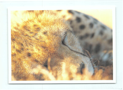 1 AK Postkarte ''Unter Geparden'' 10 Gepard Cheetah Raubtier Raubkatze m