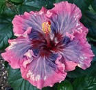 BOHEMIAN RHAPSODY Tropical Hibiscus -- Plant in 4.5" pot — photo 1