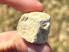 Fossil Mosasaur Vertebrae Dinosaur Bones Cretaceous Morocco Aquatic Dinosaurs