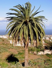 SAMEN KANARISCHE DATTEL-PALME Palmenbaum Dattelpalme Frühlings-Dekoration prima