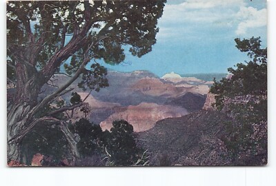 Juniper Tree Grand Canyon National Park Arizona AZ Chrome Postcard Vtg Unposted