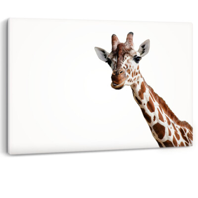 Giraffe Close Up Looking at Camera Framed Canvas Wall Art Picture Print