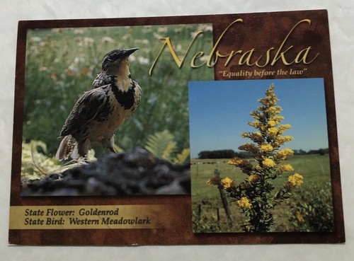 Nebraska State Bird & State Flower. Postcard (N2) - 第 1/2 張圖片