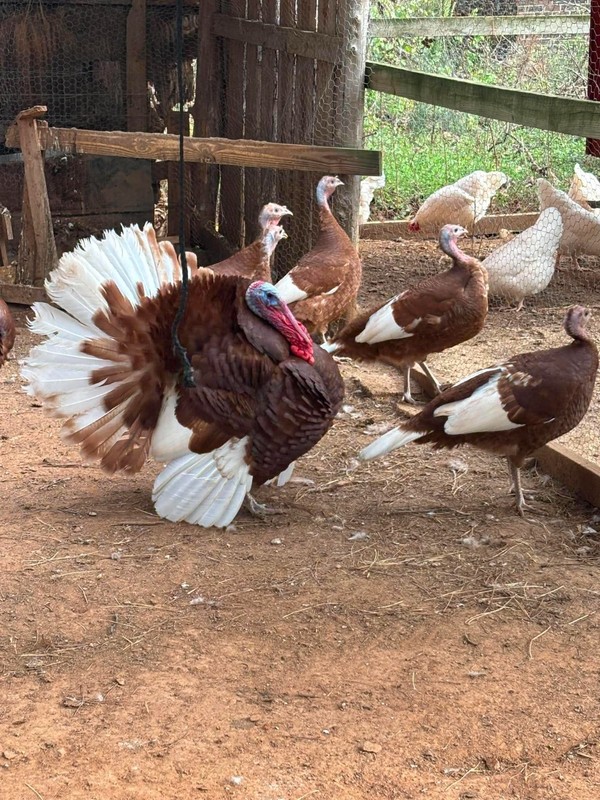 6 Red Bourbon Turkey Hatching eggs