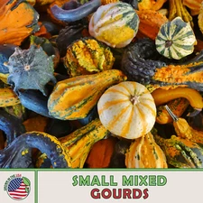 20 Small Mixed Gourd Seeds, Heirloom, Non-GMO, Genuine USA