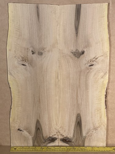 Florida Madera de Olivo Negro -Jucaro - Madera de Cuerno de Buey - Bucida Buceras Terminalia - Imagen 3 de 9