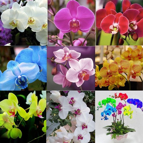 20/25 Stck. gemischte Farben Rose, Phalaenopsis und Irissamen Garten Blumen Pflanzen Dekor - Bild 4 von 16