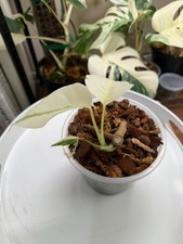 Monstera ALBO FULL MOON Rare Exact Plant in 5 inch