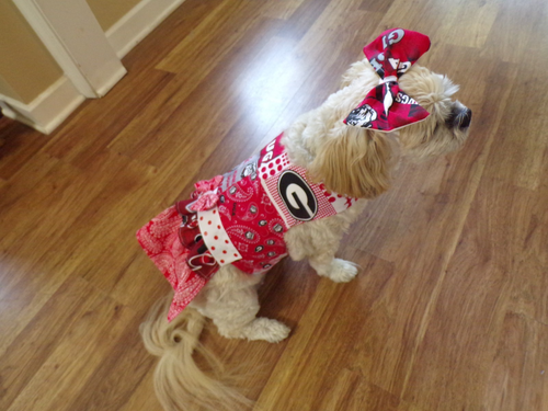 pet dog cheer dress, Georgia Bulldogs, "UGA Proud", MEDIUM *(read size details) - Picture 2 of 7