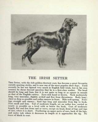 Irish Setter - CUSTOM MATTED - 1931 Vintage Dog Art Print