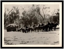 Postcard RPPC - Horse team were used to transport large loads in early 1900's