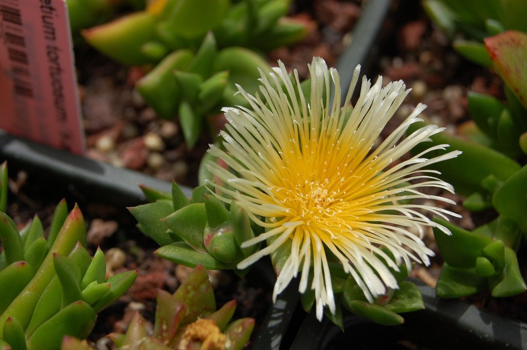 50 Kanna (Sceletium tortuosum) Seeds | eBay