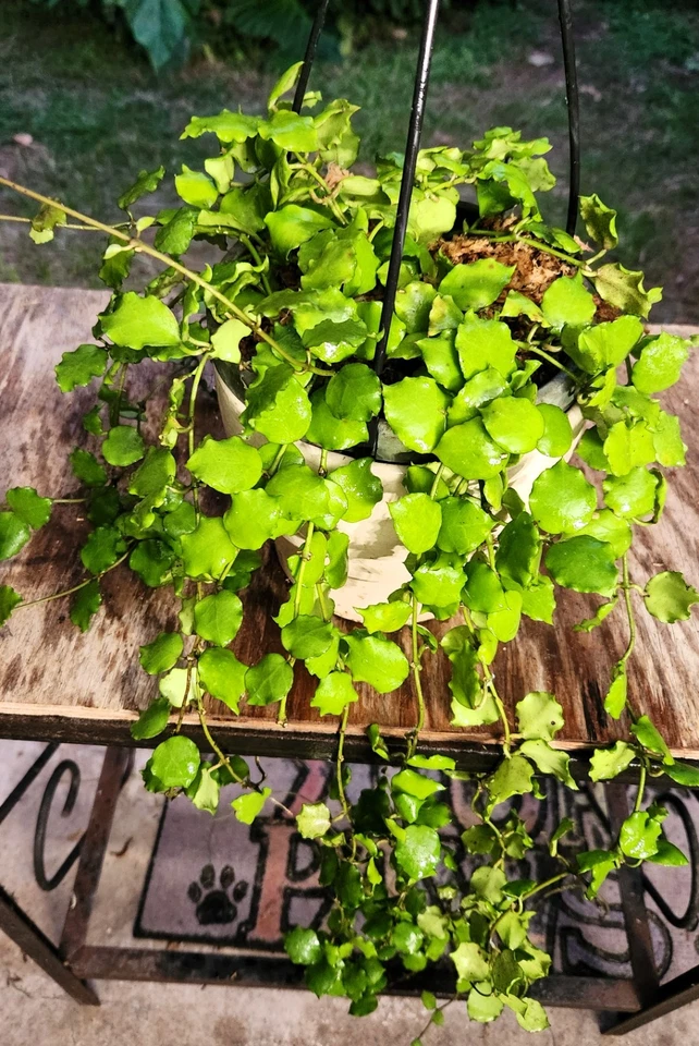 Planta Hoya endauensis en maceta de 6" 31" de largo 12" de ancho GRANDE Foto 3 de 4