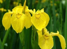 1 - RISING SUN Ensata Japanese Iris Rhizomes - Flowering Bare Root Perennial