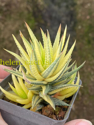 sansevieria moonshine variegated Sansevieria Moonshine Splash Variegata 8cm Pot House Plant  Plants For All  Seasons