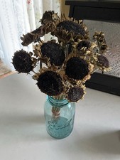 PRIM SUNFLOWERS  DRIED FLOWER Bunch BOUQUET Bundle USA Grown SUN FLOWERS Auc 1