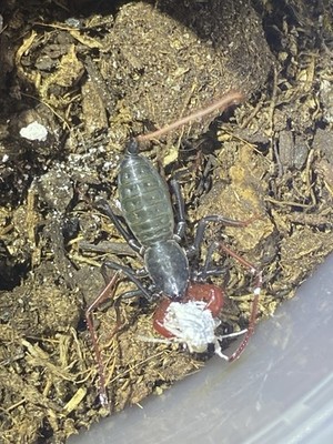 Live vinagaroon Collectible in Container, Photos Show Size Comparison