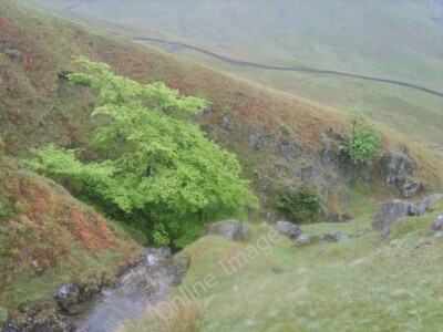 Photo 6x4 Elm, Scandale Beck Rydal The brilliant bright green of this sma c2010
