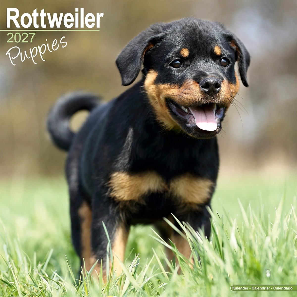 Rottweiler Puppies Calendar 2027, Wall Calendars, Month To View, Dogs, Gift