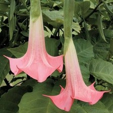 Brugmansia suaveolens Angel Trumpet Pink 3 Rooted 6-8" Plants