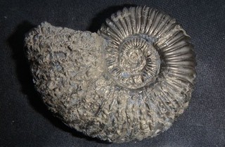 Fossilien Ammonit Jura Lias alpha Schlotheimia angulata Pyrit Norddeutschland