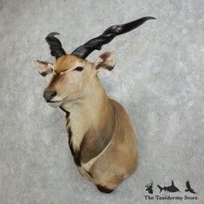 #18344 P | African Lord Derby Eland Taxidermy Shoulder Mount For Sale