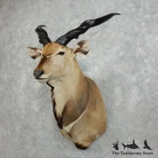 #18344 P | African Lord Derby Eland Taxidermy Shoulder Mount For Sale