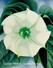 Jimson Weed 8.5x11" Photo Print Georgia O'Keeffe Still LIfe Art Flower Painting
