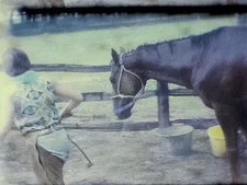 8mm Film Horses Niagara Falls Late 1960s Home Movie