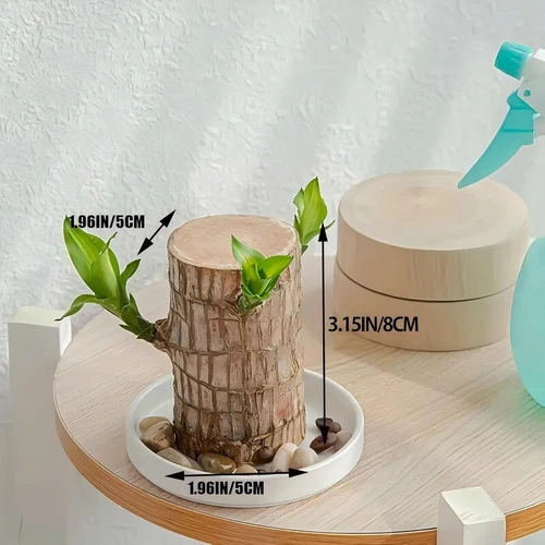 Brazilian Wood plant, Indoor Office Desktop Plant, mini Brazil Lucky Wood Decor - Picture 5 of 9