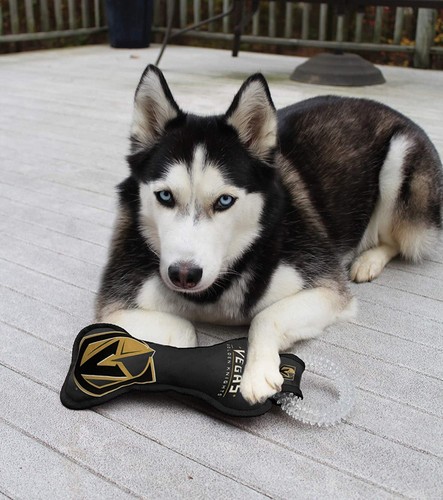Pets First NHL Dental Tug Toy for Dogs & Cats Dog Chew Toy with Squeaker - Picture 22 of 35