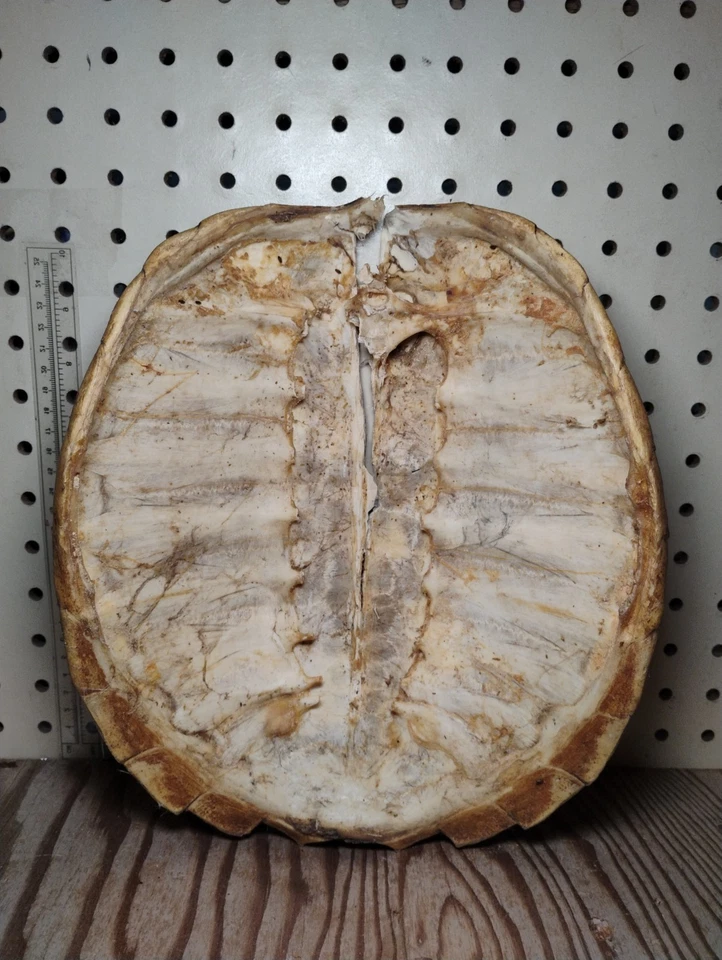 Casca de tartaruga grande rachada danificada - Imagem 4 de 4