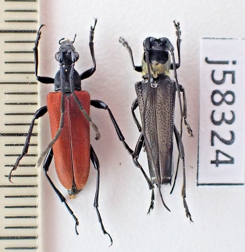 j58324. Insekten, Cerambycidae sp. Vietnam, Ha Giang - Bild 1 von 2