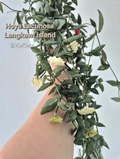 Hoya sp. cf. lacunosa from Langkawi Island or Perangin Durian aka mini lacunosa