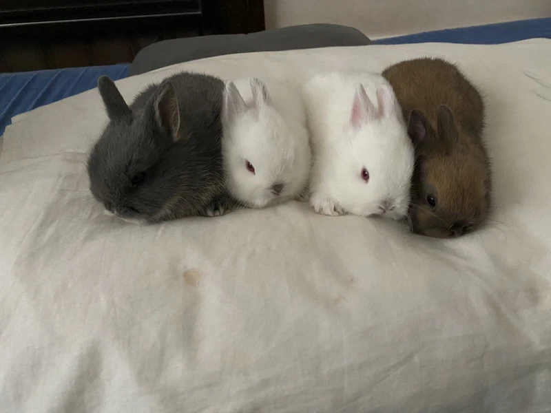 baby rabbits for sale gumtree