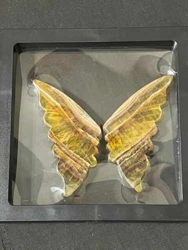 SPECTACULAR 3 1/2" GOLDEN FLUORITE BUTTERFLY WINGS. AWESOME TRANS-ILLUMINATION - Picture 11 of 24