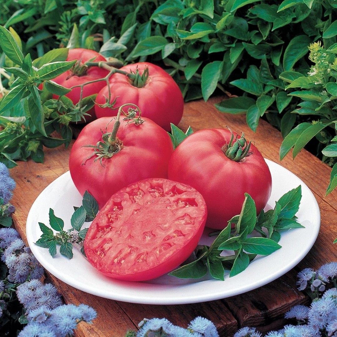 Beefsteak Tomato Seeds - Huge Selection of Varieties