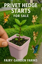 2PACK Live Sm 2" Privet Privacy Hedge Bush  3" Pot MORE U BUY/LESS PER PLANT