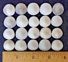 20 Approx. 3/4-Inch-Wide Southern CA Pacific Coast Sand Dollar Seashells